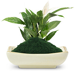 What is Spirulina?